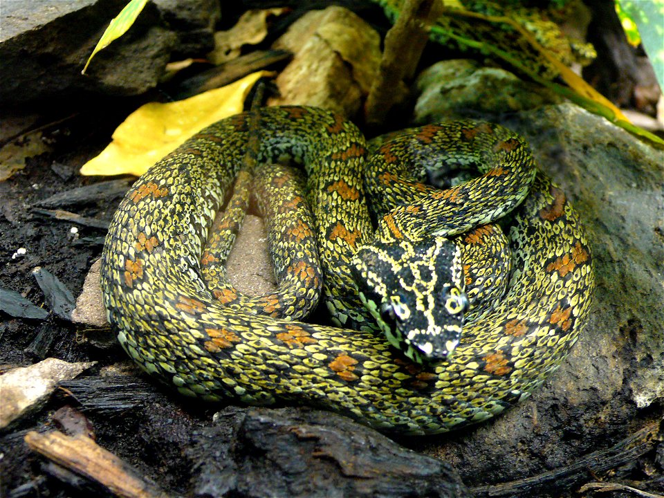 Chinese Mountain Viper (Trimeresurus jerdonii xanthomelas or Protobothrops jerdoni xanthomelas)