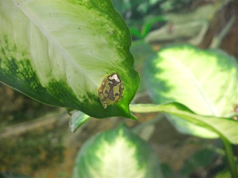 A photograph of Hyla ebraccata.