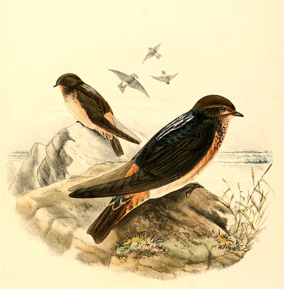 « Petrochelidon spilodera » = Petrochelidon spilodera (South African Cliff Swallow)