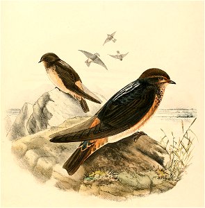 « Petrochelidon spilodera » = Petrochelidon spilodera (South African Cliff Swallow)