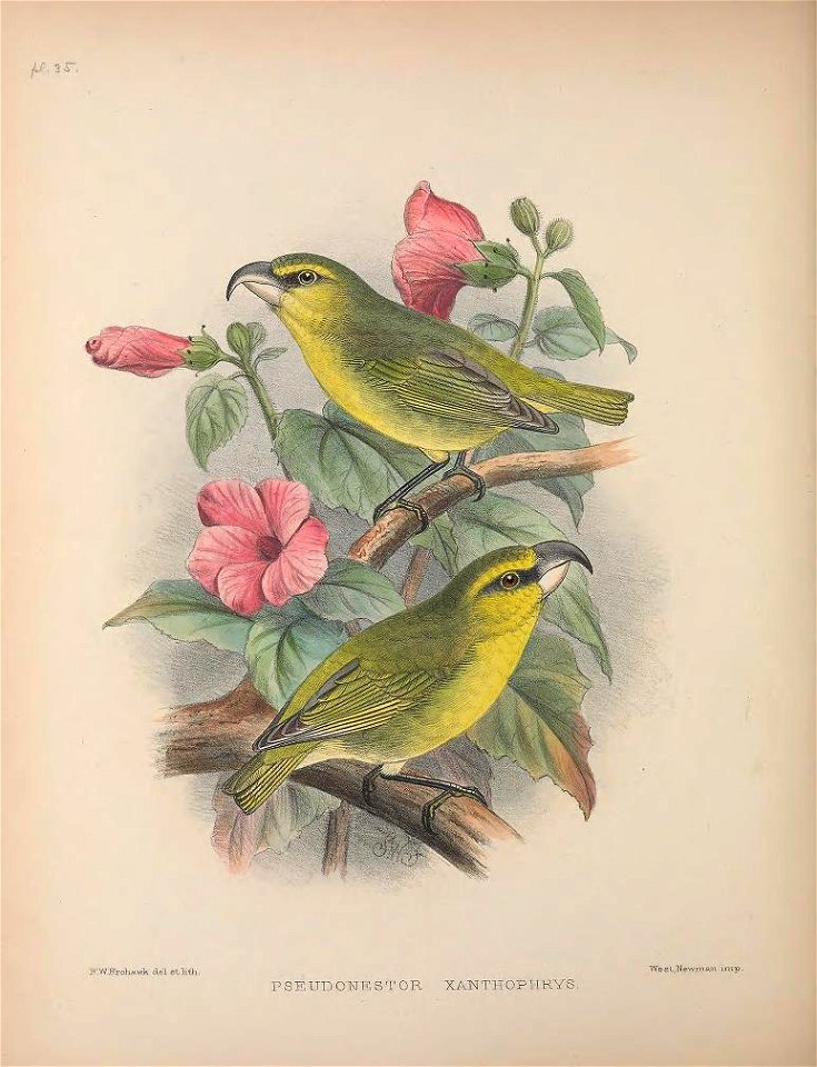 Pseudonestor xanthophrys from The Birds of the Sandwich Islands