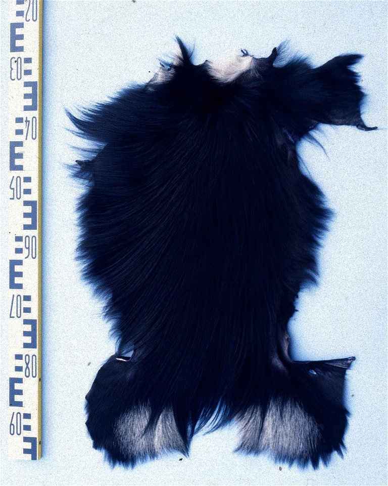 Black and white colobus (Colobus polycomos vellerosus). Fur skin collection, Bundes-Pelzfachschule, Frankfurt/Main, Germany