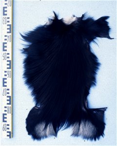 Black and white colobus (Colobus polycomos vellerosus). Fur skin collection, Bundes-Pelzfachschule, Frankfurt/Main, Germany