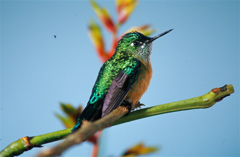 Long-tailed Sylph (Aglaiocercus kingi) from the NBII Image Gallery. A female photographed in Cordillera del Cóndor, Ecuador.