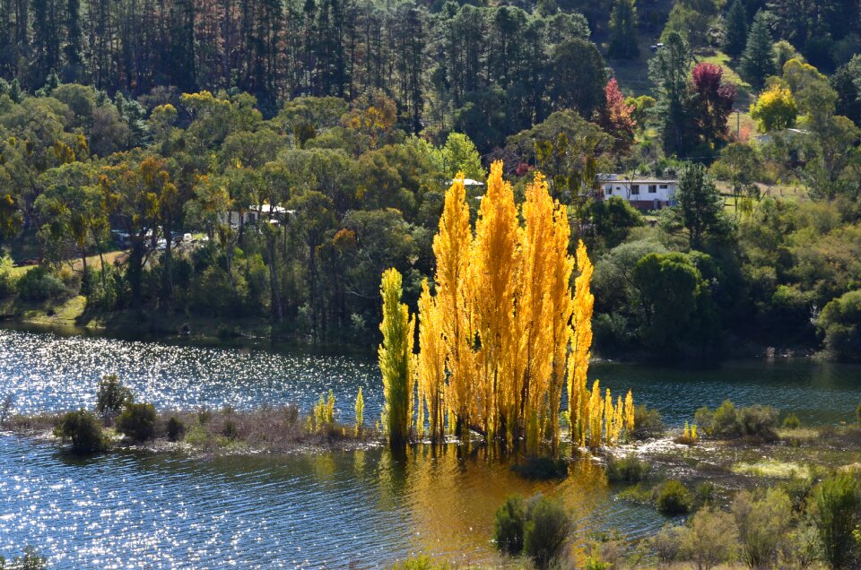 Nature yellow season photo