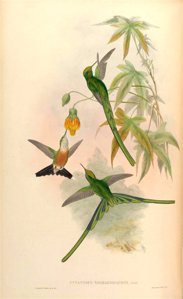 Cynanthus smaragdicaudus = Aglaiocercus kingi smaragdinus [1]