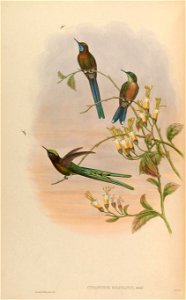 Cynanthus bolivianus = Aglaiocercus kingi smaragdinus [1]