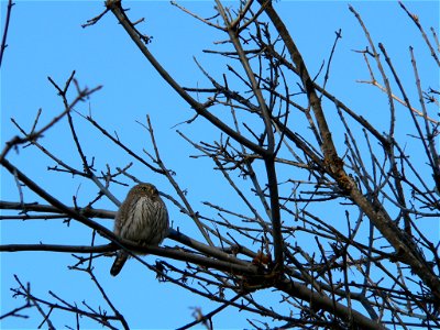 A pygmy owl sits in a leafless oak tree outside the Groveland Ranger District office on the Stanislaus National Forest.  Photo by Roy Bridgeman.