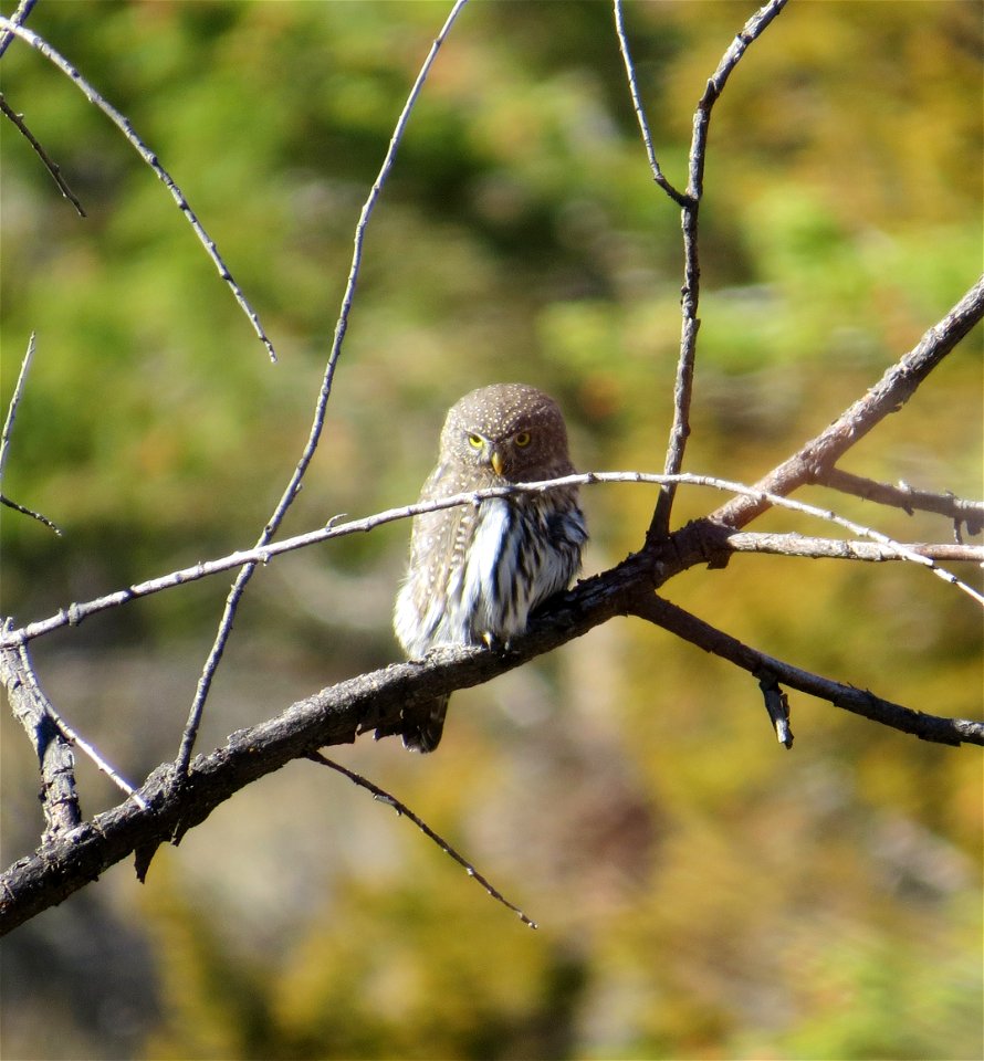 Northern pygmy owl at Lewis and Clark Caverns State Park in Jefferson County, Montana. October 2013.