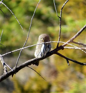 Northern pygmy owl at Lewis and Clark Caverns State Park in Jefferson County, Montana. October 2013. photo