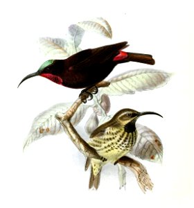 Chalcomitra amethystina