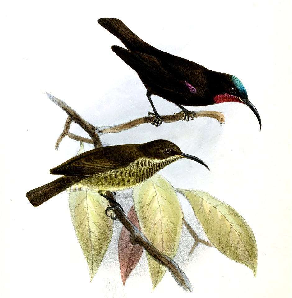 Chalcomitra amethystina kirkii