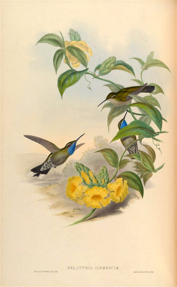 Delattria clemenciae = Lampornis clemenciae [1]