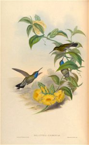 Delattria clemenciae = Lampornis clemenciae [1]