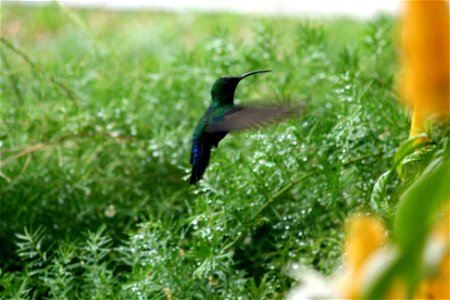 Green-throated Carib Eulampis holosericeus hummingbird, Barbados