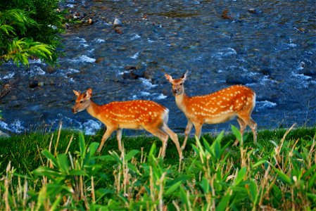 Hokkaido Sika Deer in Shiretoko