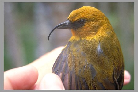 'Akiapōlā‘au (Hemignathus munroi), Kulani Forest, Hawaii, USA. 1992.