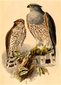 English: « Baza verreauxi » = Aviceda cuculoides verreauxii (Subspecies of African Cuckoo-Hawk)Français : « Baza verreauxi » = Aviceda cuculoides verreau photo