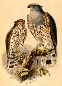 English:  « Baza verreauxi » = Aviceda cuculoides verreauxii (Subspecies of African Cuckoo-Hawk)Français :  « Baza verreauxi » = Aviceda cuculoides verreau