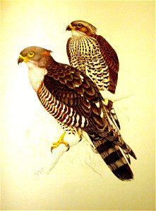 African Cuckoo-Hawk (Aviceda cuculoides)