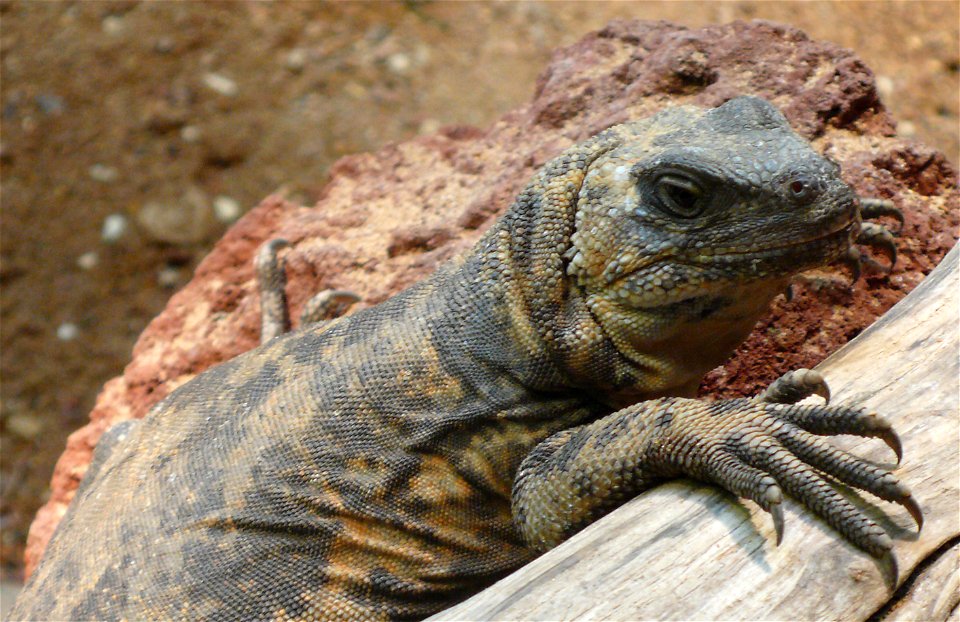 San Esteban chuckwalla (Sauromalus varius)