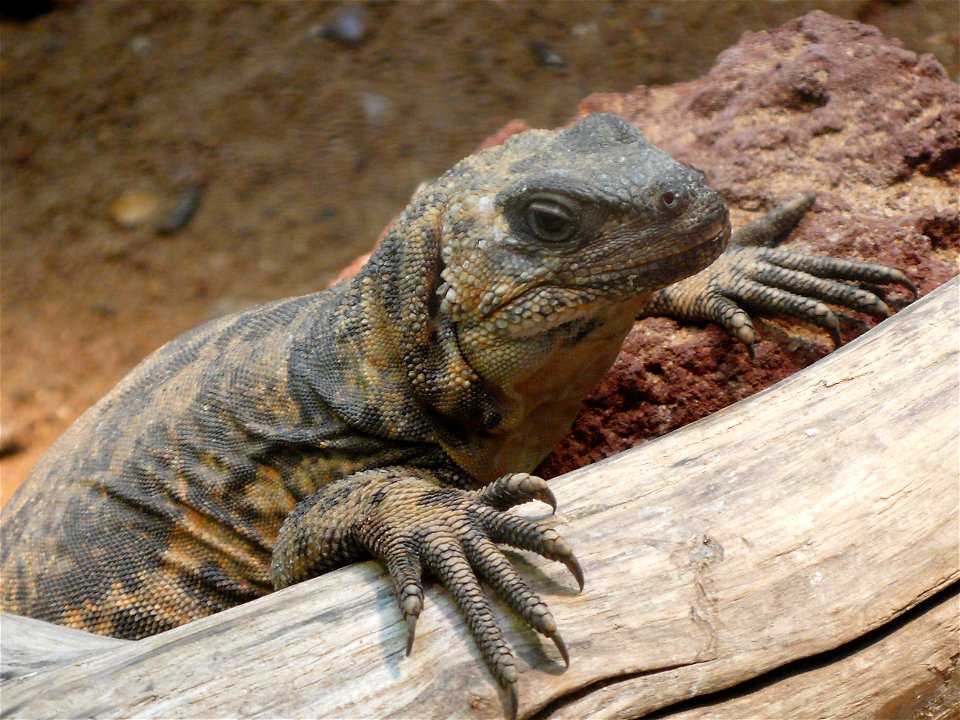 San Esteban chuckwalla (Sauromalus varius)