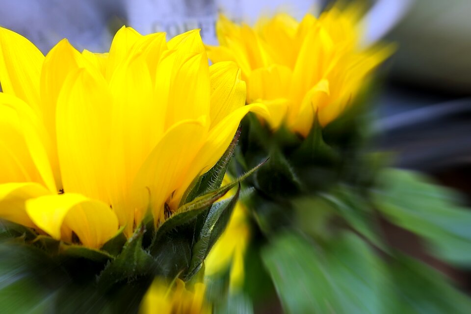Flower plant nature