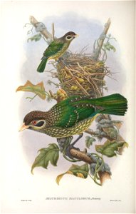 Ailuroedus maculosus - Monograph of the Paradiseidae, or Birds of Paradise, and Ptilonorhynchidae, or Bower-birds. v.2 (1891-1898).