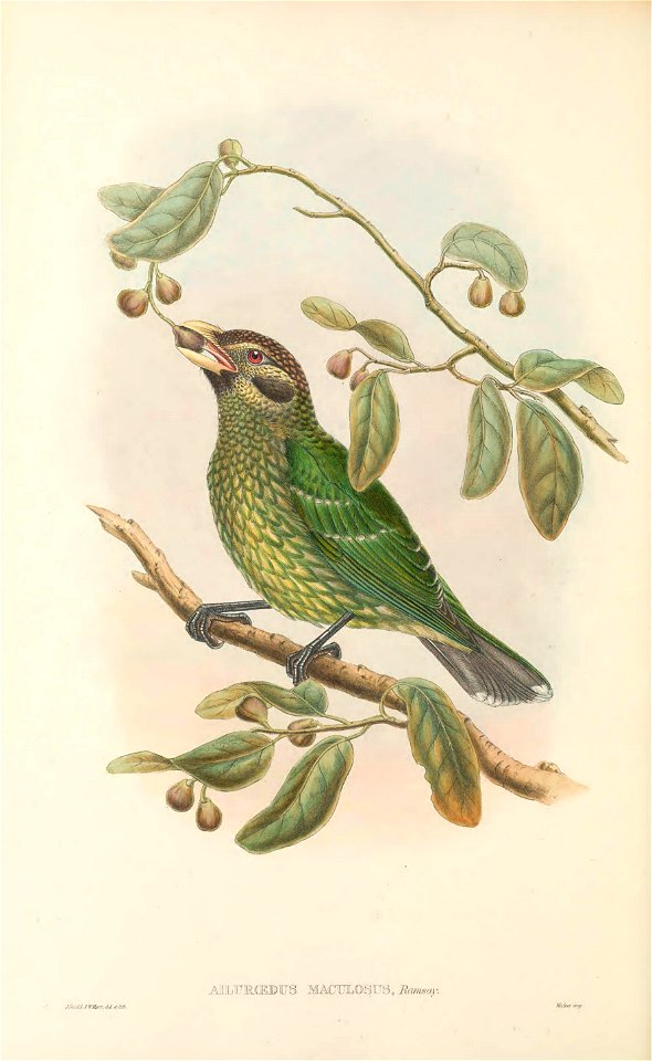 Ailuroedus maculosus - The birds of New Guinea and the adjacent Papuan islands : including many new species recently discovered in Australia. v.1 (Plate XXXVIII).