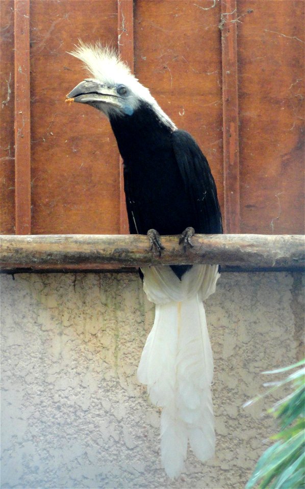 Berenicornis comatus exhibited in the Jardin d'oiseaux tropicaux, La Londe-les-Maures, France.