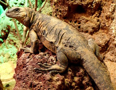 San Esteban chuckwalla (Sauromalus varius)