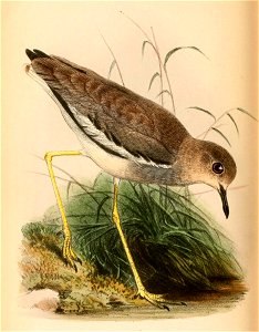 English:  « Chaetusia leucura » = Vanellus leucurus (White-tailed Lapwing)Français :  « Chaetusia leucura » = Vanellus leucurus (Vanneau à queue blanche)