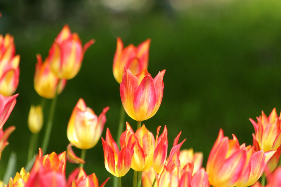 Bloom garden bright