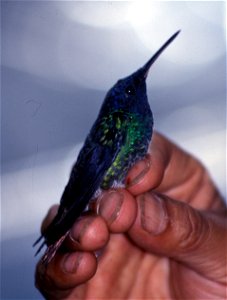 Golden-tailed Sapphire (Chrysuronia oenone). Male from Cordillera del Cóndor, Ecuador.