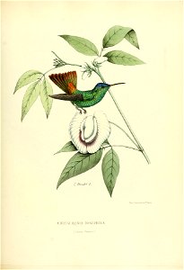 Chrysuronia josephina = Chrysuronia oenone josephinae[1]