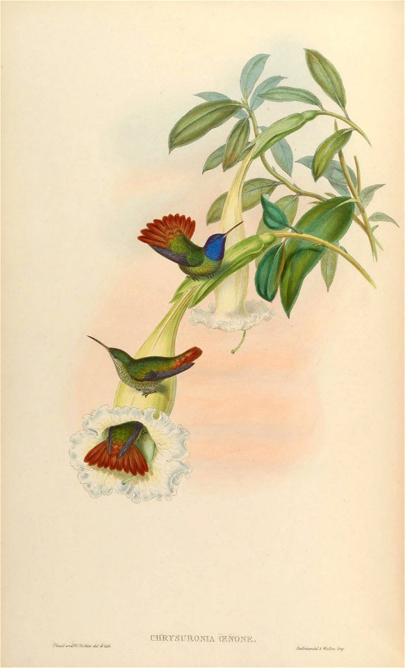 Chrysuronia oenone