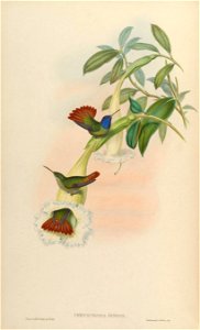 Chrysuronia oenone