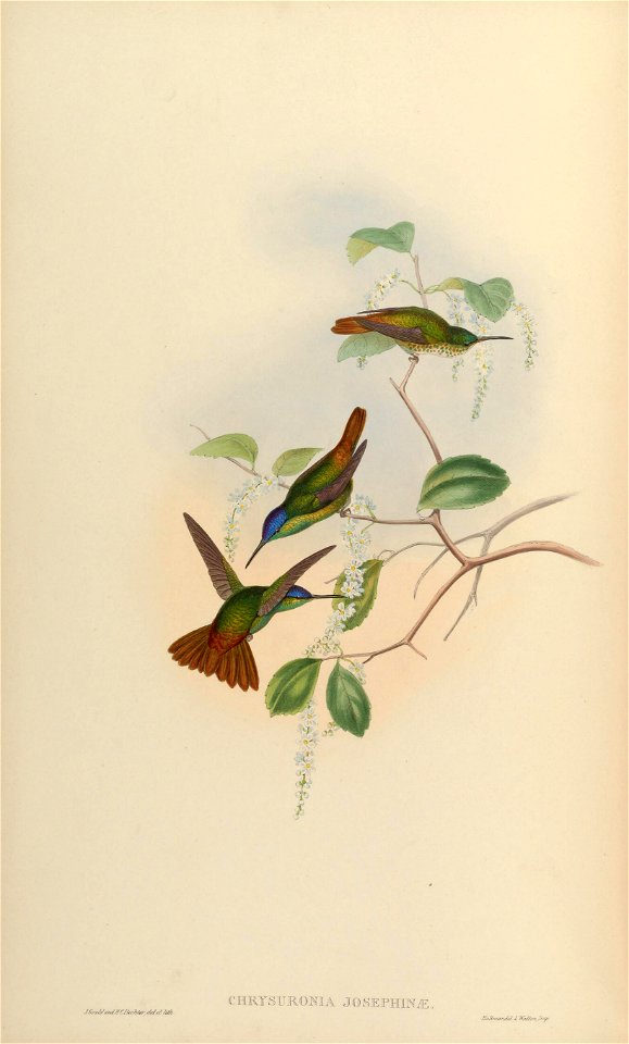 Chrysuronia josephinae = Chrysuronia oenone josephinae[1]