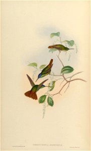 Chrysuronia josephinae = Chrysuronia oenone josephinae[1]