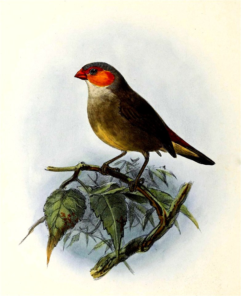 English:  « Estrelda melpoda » = Estrilda melpoda (Orange-cheeked waxbill)Français :  « Estrelda melpoda » = Estrilda melpoda (Astrild à joues orange)