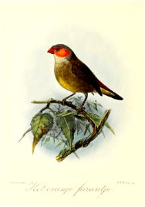 English:  « Estrelda melpoda » = Estrilda melpoda (Orange-cheeked waxbill)Français :  « Estrelda melpoda » = Estrilda melpoda (Astrild à joues orange)