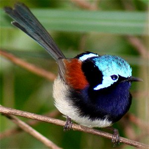 Red-winged fairywren
