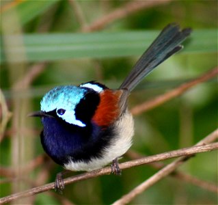 Red-winged Fairy-wren, male in breeding plumage - Margaret River riverside walk.