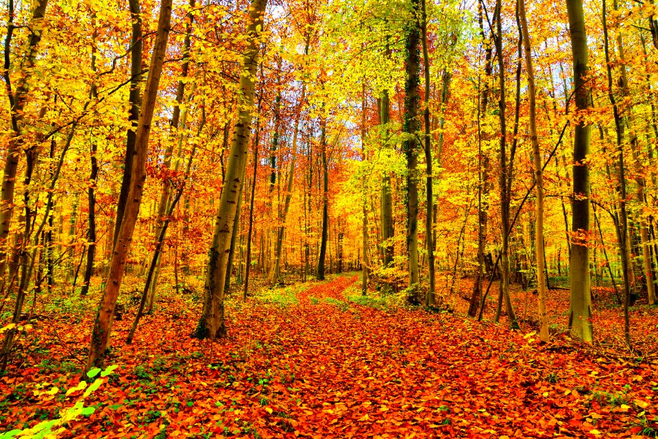 Color colorful leaves