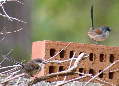 Red-winged Fairy-wrens Malurus elegans, female (front) and male in eclipse plumage  (behind)- Boranup