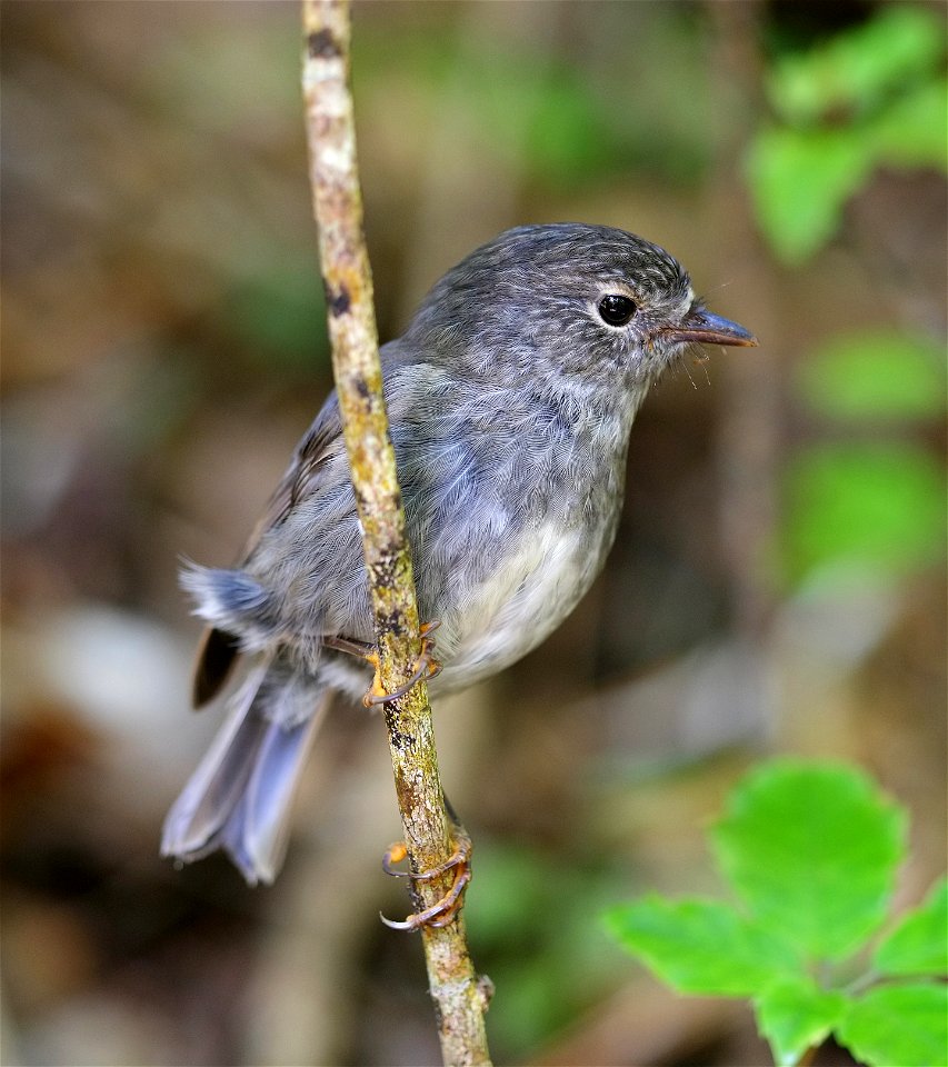 North Island Robin perched behind twig