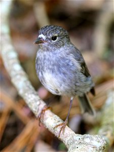 North Island Robin perched on a branch photo