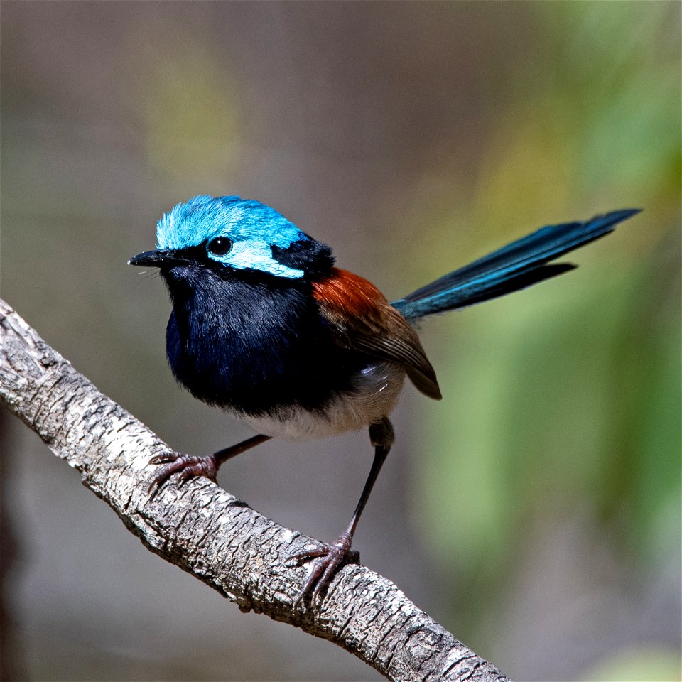 Red-winged Fairy-wren at Mount Hallowell, Denmark, Western Australia.