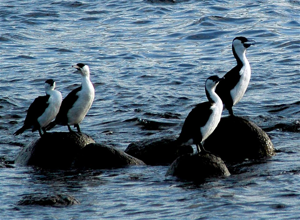 Black-faced Cormorants (Phalacrocorax fuscescens), Bruny Island, Tasmania