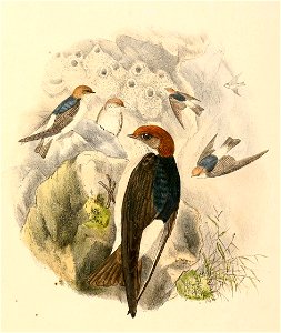 « Petrochelidon ariel » = Petrochelidon ariel (Fairy Martin)